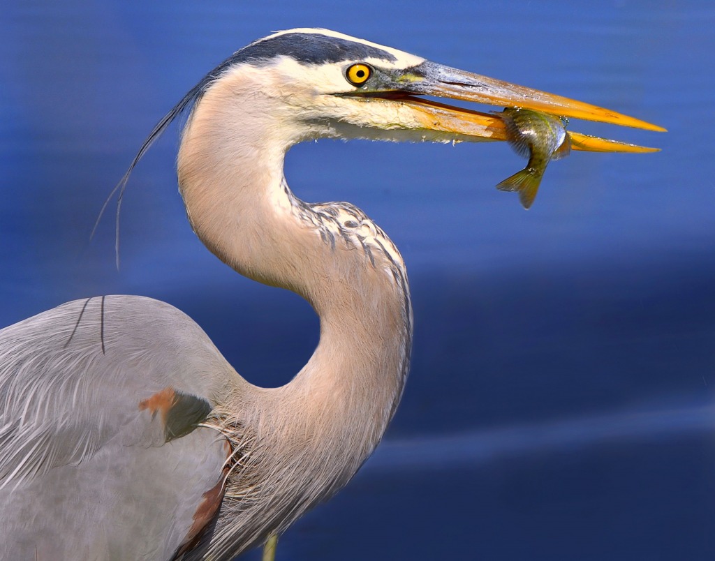 Great Blue Heron with Fish jigsaw puzzle in Puzzle of the Day puzzles on TheJigsawPuzzles.com
