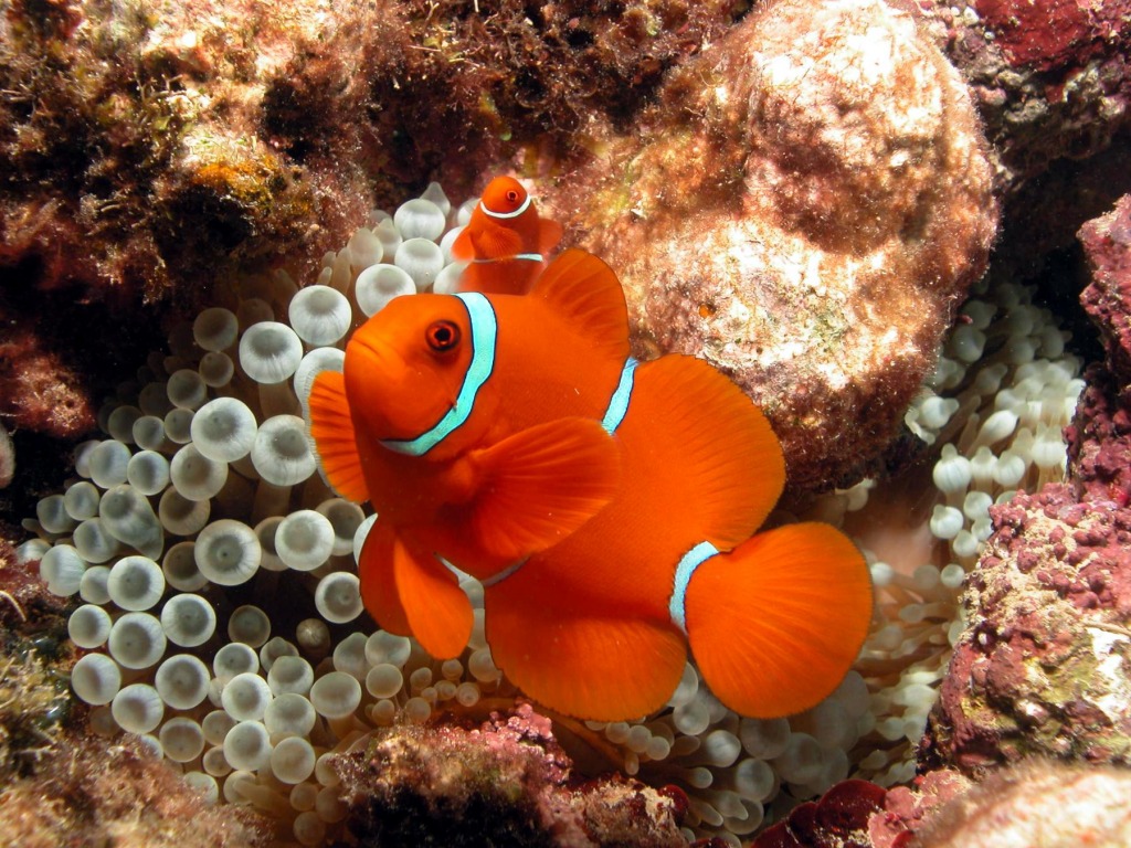 Spine Cheeked Anemonefish jigsaw puzzle in Under the Sea puzzles on TheJigsawPuzzles.com