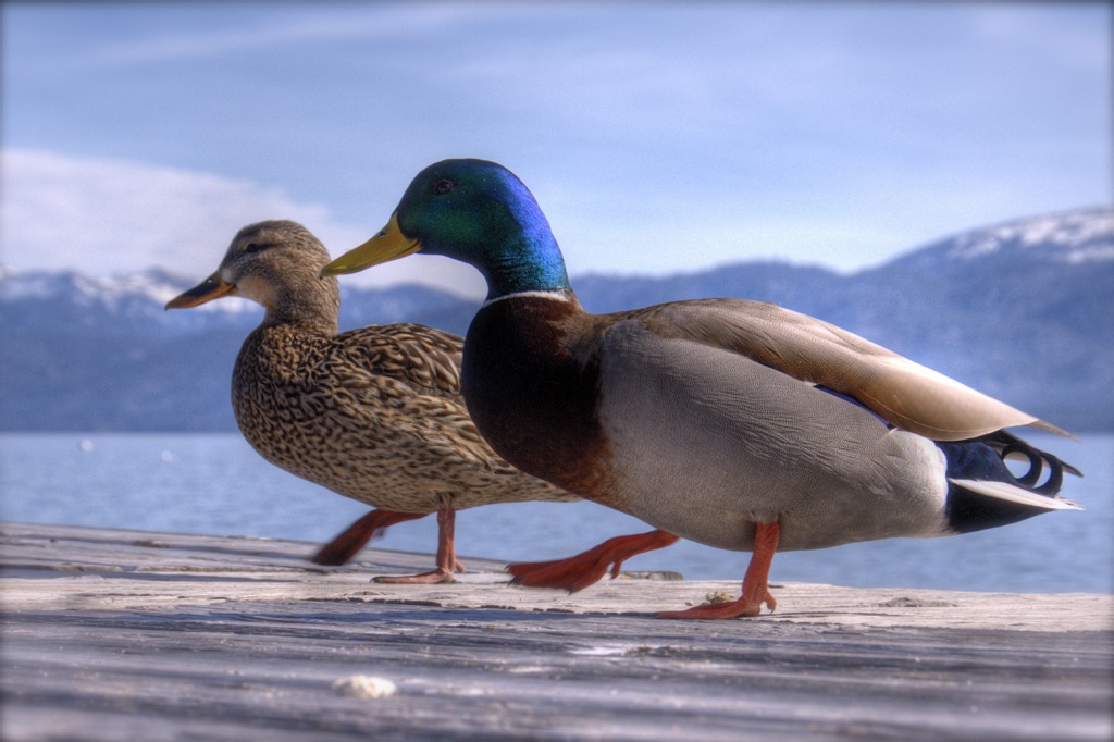 A Mallard Couple at Lake Tahoe jigsaw puzzle in Animals puzzles on TheJigsawPuzzles.com