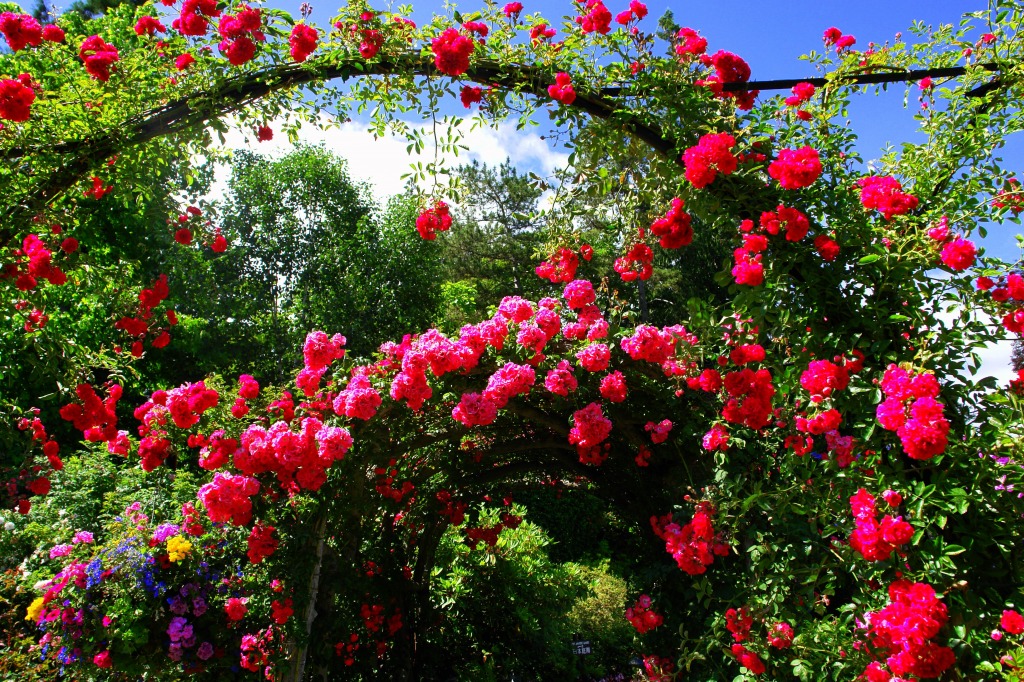 Flowers jigsaw puzzle in Flowers puzzles on TheJigsawPuzzles.com