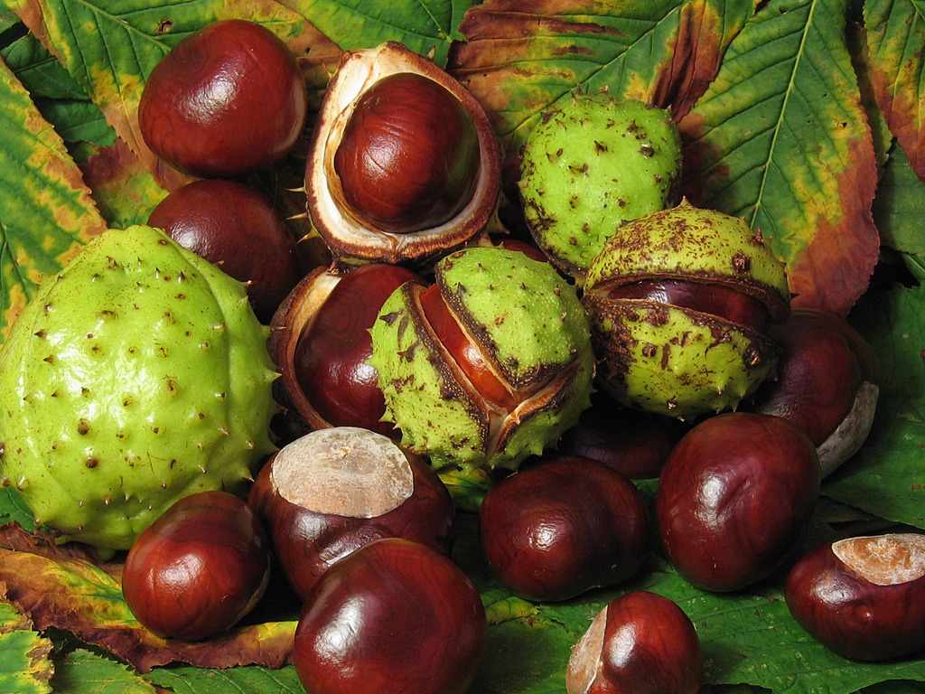 Horse Chestnuts jigsaw puzzle in Fruits & Veggies puzzles on TheJigsawPuzzles.com