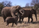 Elephants at Glen Afric