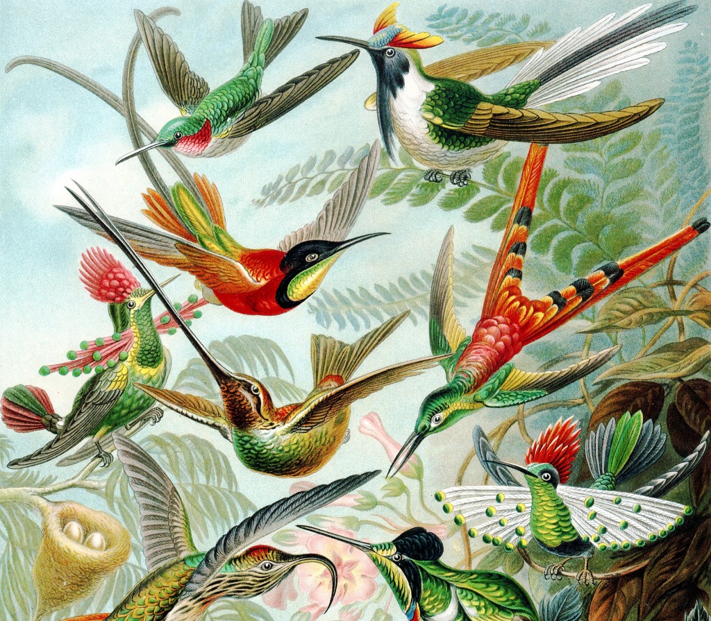 Colibris jigsaw puzzle in Animaux puzzles on TheJigsawPuzzles.com