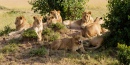 Lions Having a Sunbath