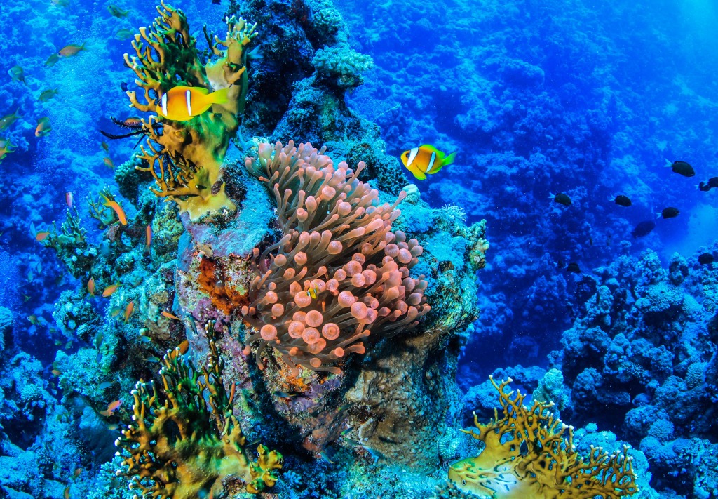 Red Sea, Egypt jigsaw puzzle in Under the Sea puzzles on TheJigsawPuzzles.com