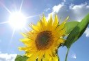 Sun, Flower