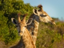 Giraffes Portrait, Eastern Cape, South Africa