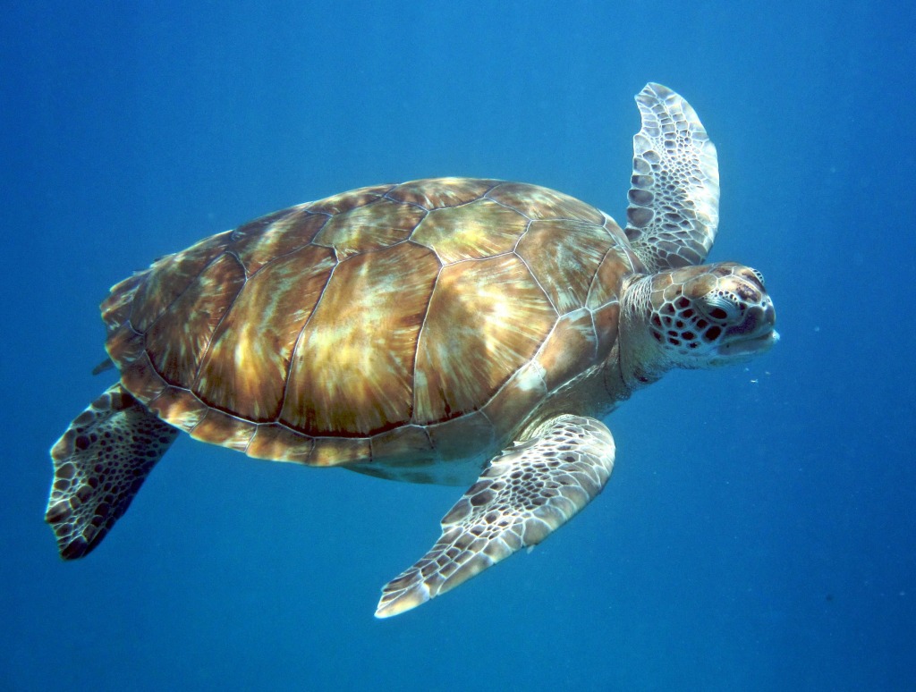 Плавающая в море черепаха 5. Барбадос морская черепаха. Карибская черепаха. Черепаха морская Балтика. Черепаха на рифе.