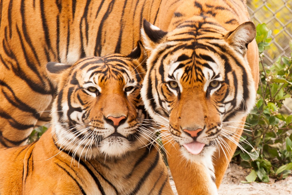Малайские тигры в зоопарке Джэксонвилля jigsaw puzzle in Животные puzzles on TheJigsawPuzzles.com