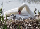 Swan Tending her Family
