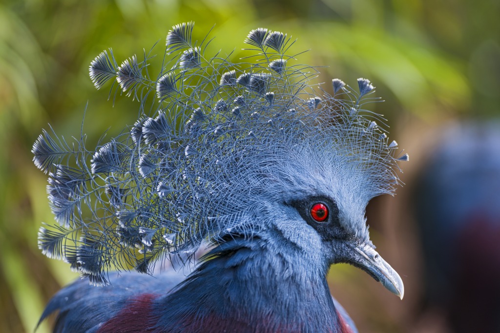 Victoria Crowned Pigeon jigsaw puzzle in Puzzle of the Day puzzles on TheJigsawPuzzles.com