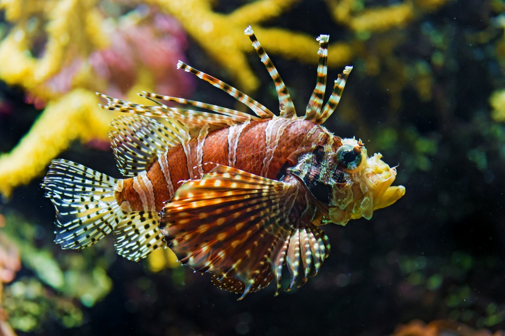Nice Lionfish jigsaw puzzle in Under the Sea puzzles on TheJigsawPuzzles.com