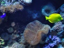 Marine Fish and Coral