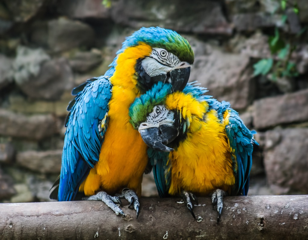 Macaws Mating jigsaw puzzle in Animals puzzles on TheJigsawPuzzles.com
