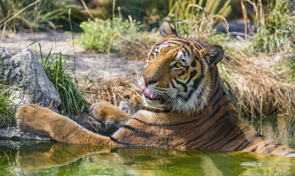 Bengal Tiger Having a Bath jigsaw puzzle in Puzzle of the Day puzzles on TheJigsawPuzzles.com