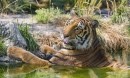 Bengal Tiger Having a Bath