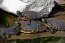 Turtles Basking in the Sun
