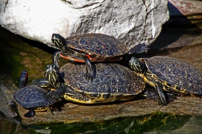 Turtles Basking in the Sun jigsaw puzzle in Animals puzzles on ...