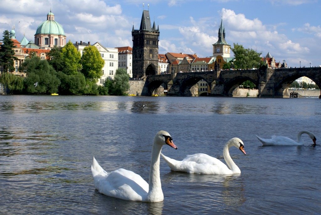 Swans and the Charles Bridge, Prague jigsaw puzzle in Bridges puzzles on TheJigsawPuzzles.com