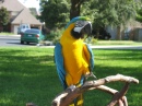 Mad Max Macaw