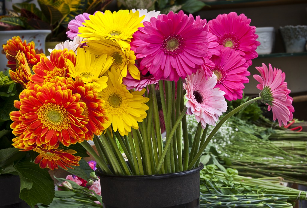 Cut Gerberas jigsaw puzzle in Flowers puzzles on TheJigsawPuzzles.com