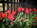 Tulip Fence