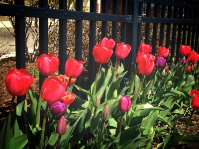 Tulip Fence Jigsaw Puzzle In Flowers Puzzles On Thejigsawpuzzles.com