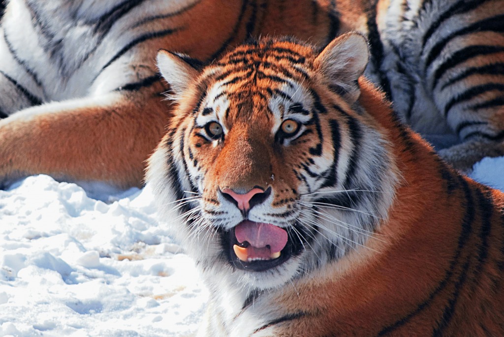 Hey! jigsaw puzzle in Animaux puzzles on TheJigsawPuzzles.com