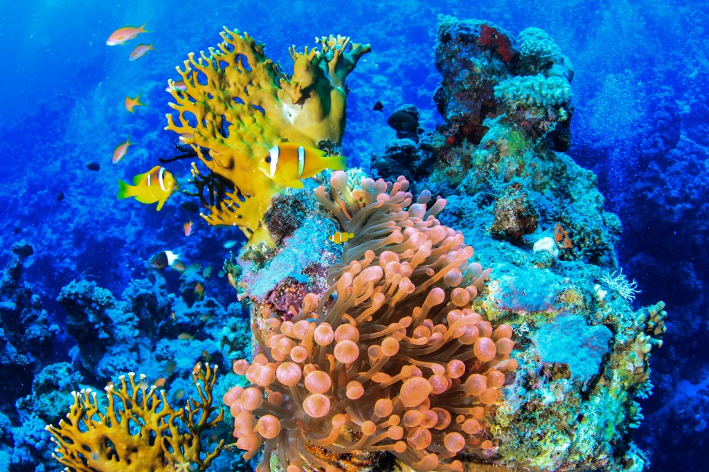 Diving in the Red Sea, Egypt jigsaw puzzle in Under the Sea puzzles on TheJigsawPuzzles.com