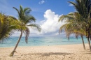 Beach Palm Trees, Riviera Maya