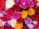 Roses of Many Colors