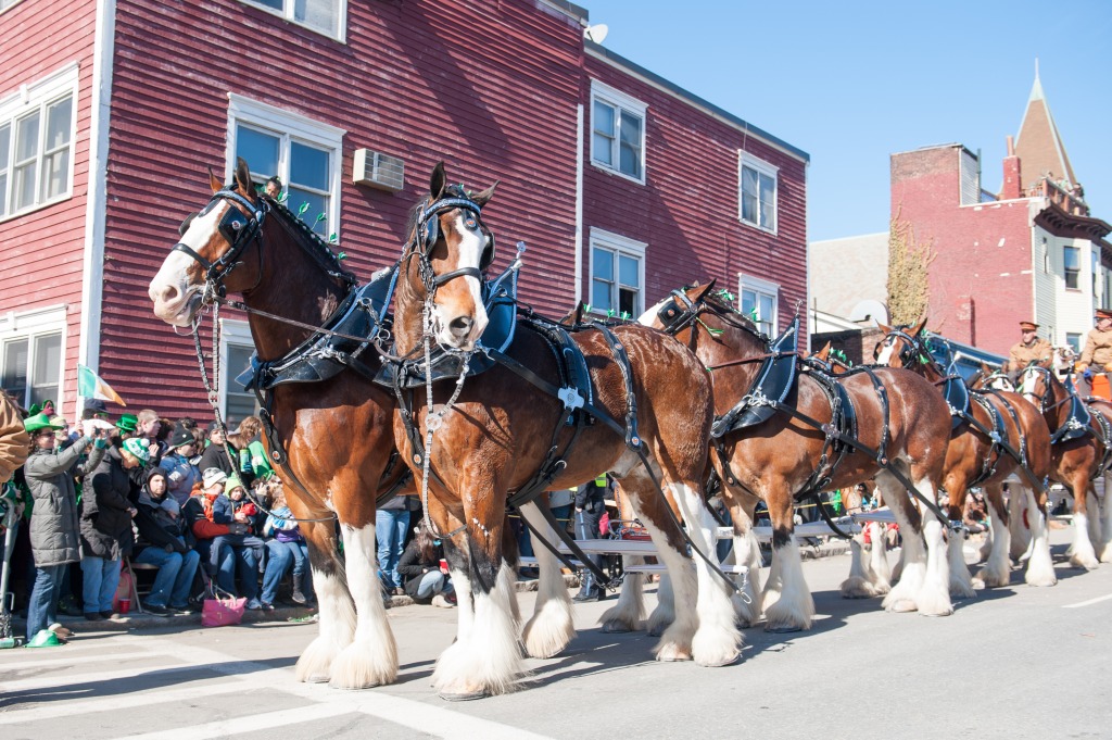 25 Clydesdales in South Boston Parade jigsaw puzzle in Animals puzzles on TheJigsawPuzzles.com