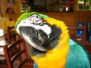 Macaw in Bonito, Brazil