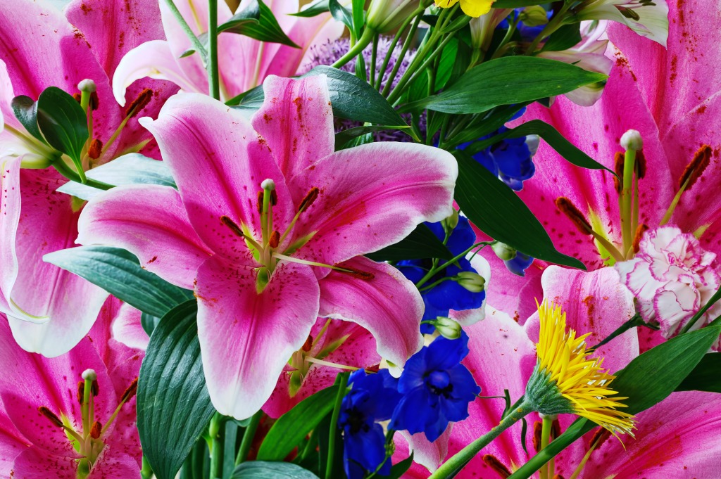 White and Pink Lily in a Splash jigsaw puzzle in Flowers puzzles on TheJigsawPuzzles.com