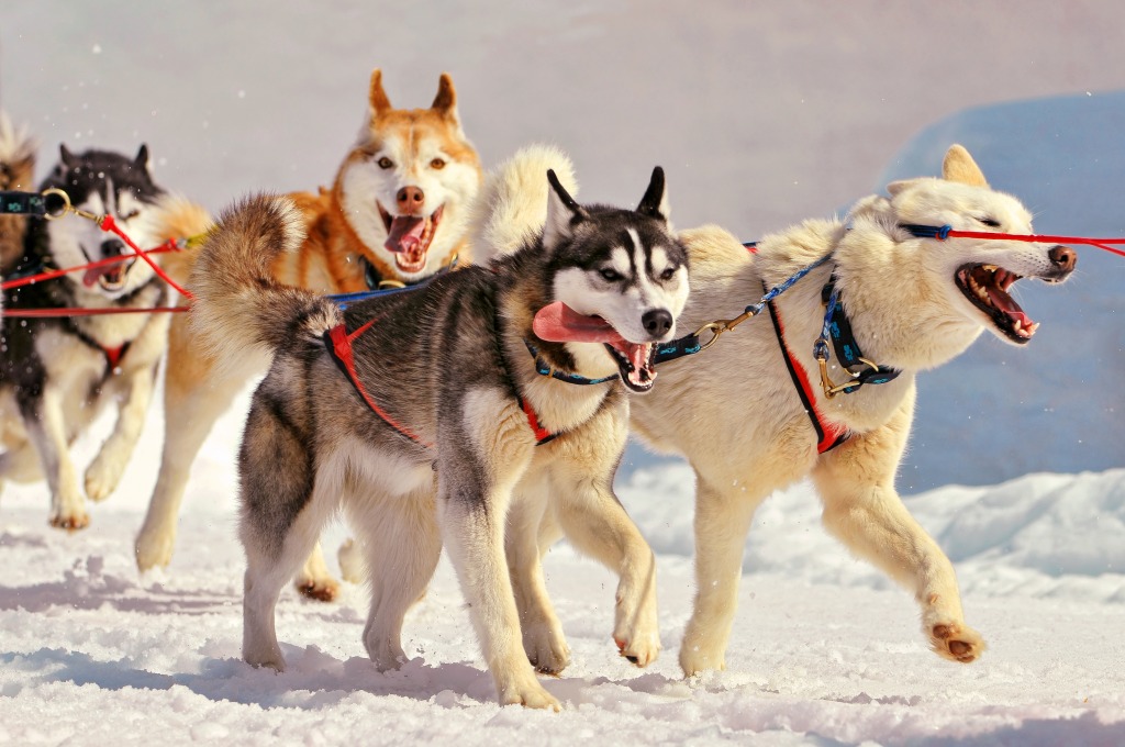 Running Huskies jigsaw puzzle in Puzzle of the Day puzzles on TheJigsawPuzzles.com