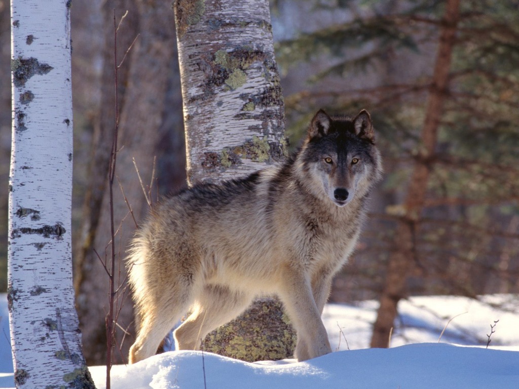 Wolf Entdeckt Auf Der Biosphere Expedition jigsaw puzzle in Tiere puzzles on TheJigsawPuzzles.com