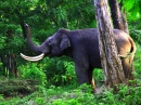 Wayanad Wildlife Sanctuary, India