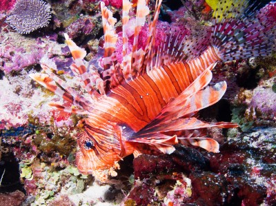 Lionfish, Taveuni Island, Fiji jigsaw puzzle in Under the Sea puzzles ...