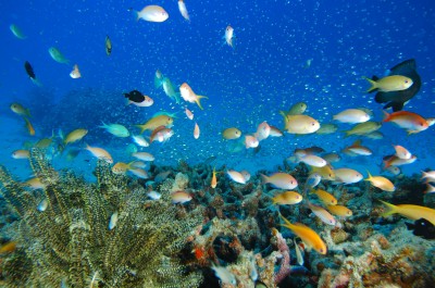 Diving in Kagoshima, Japan jigsaw puzzle in Under the Sea puzzles on ...