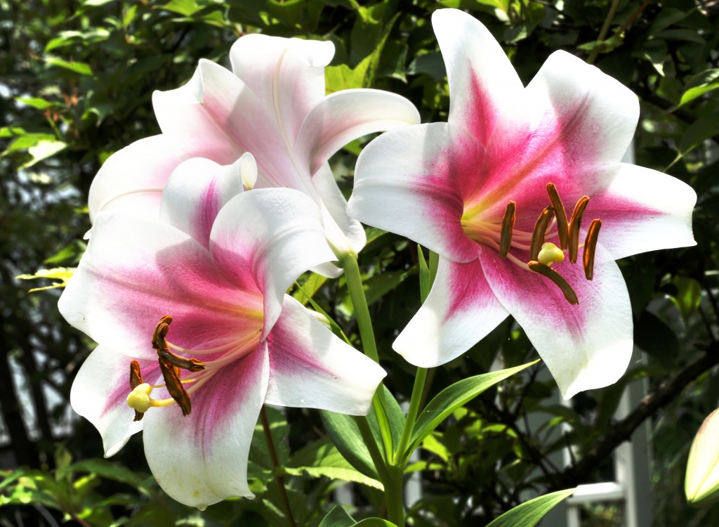 Lilies jigsaw puzzle in Flowers puzzles on TheJigsawPuzzles.com