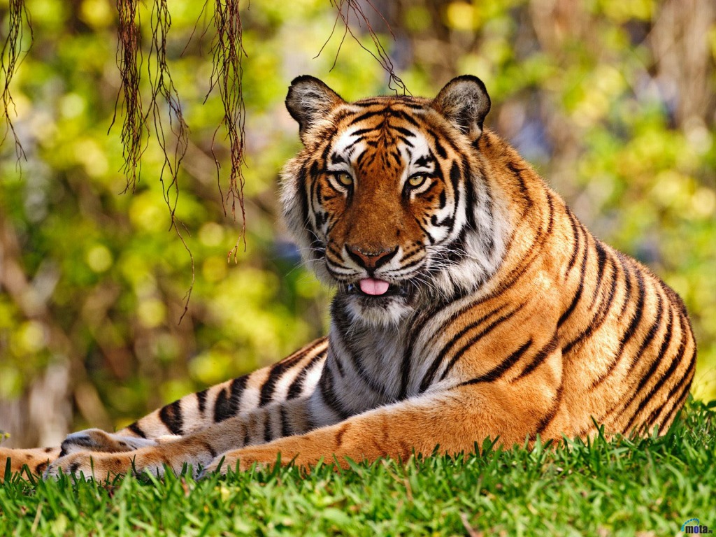 Bengal Tiger jigsaw puzzle in Animals puzzles on TheJigsawPuzzles.com