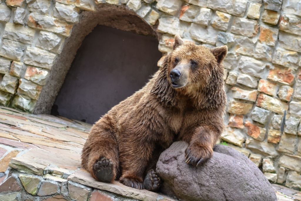 Brown Bear jigsaw puzzle in Animals puzzles on TheJigsawPuzzles.com