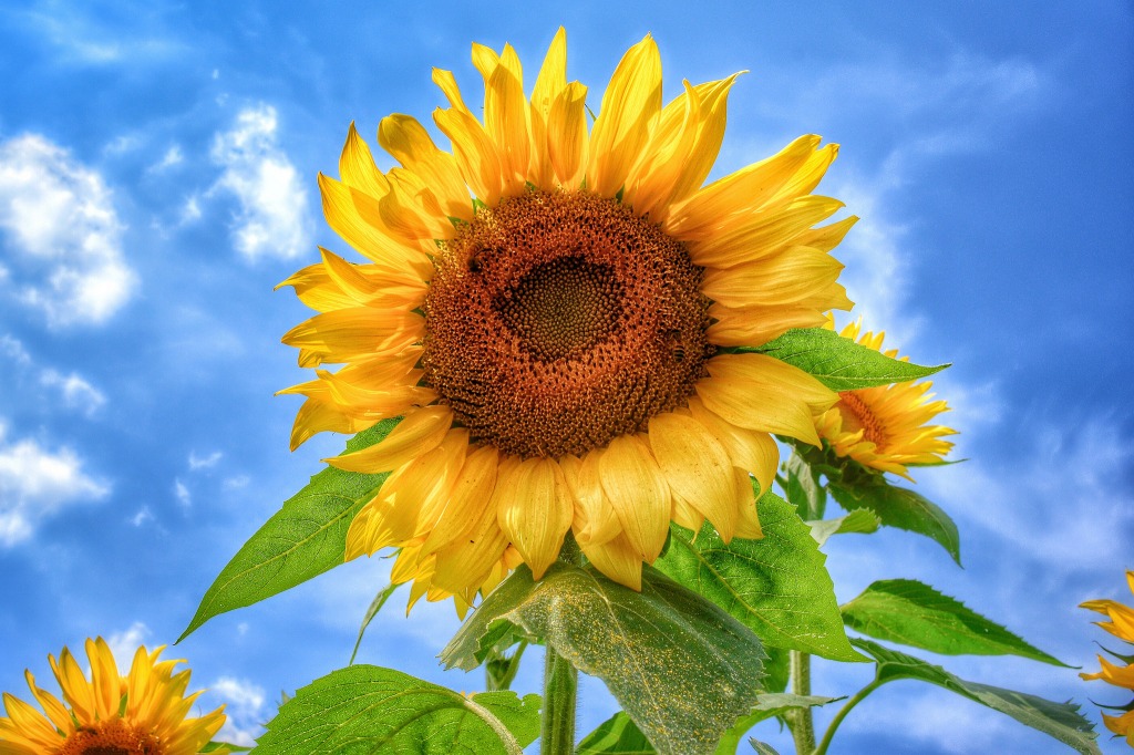 Sunflower jigsaw puzzle in Flowers puzzles on TheJigsawPuzzles.com
