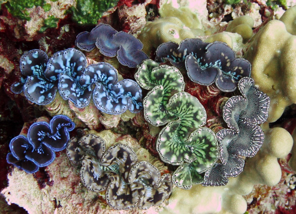 Rare Giant Clams, Kingman Reef jigsaw puzzle in Under the Sea puzzles on TheJigsawPuzzles.com