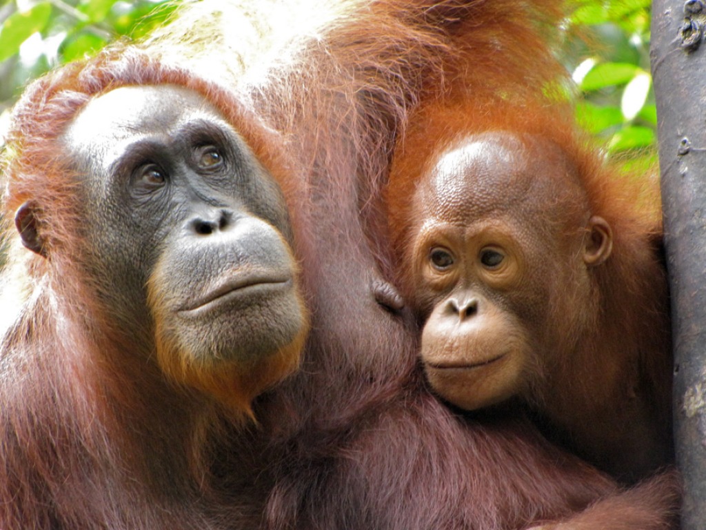 Orangutans, Semanggoh Wildlife Centre jigsaw puzzle in Animals puzzles on TheJigsawPuzzles.com