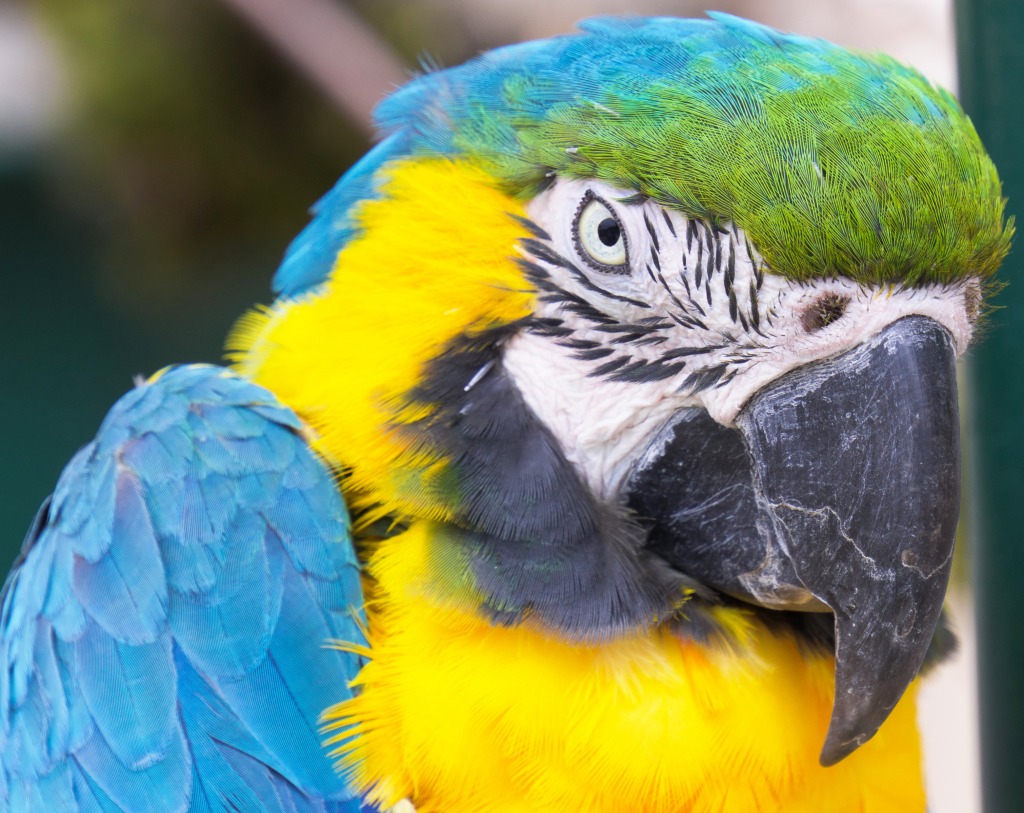 Macaw jigsaw puzzle in Animals puzzles on TheJigsawPuzzles.com
