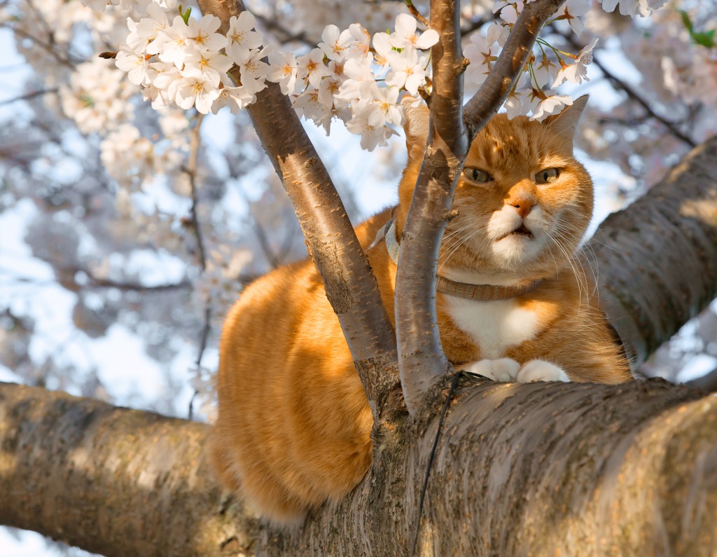 Ginger Cat and Cherry Blossoms jigsaw puzzle in Animals puzzles on TheJigsawPuzzles.com