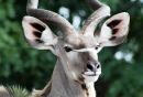 Kudu Bull, Kruger NP, South Africa