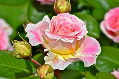 Rose 'César' in Nancy, France jigsaw puzzle in Macro puzzles on ...