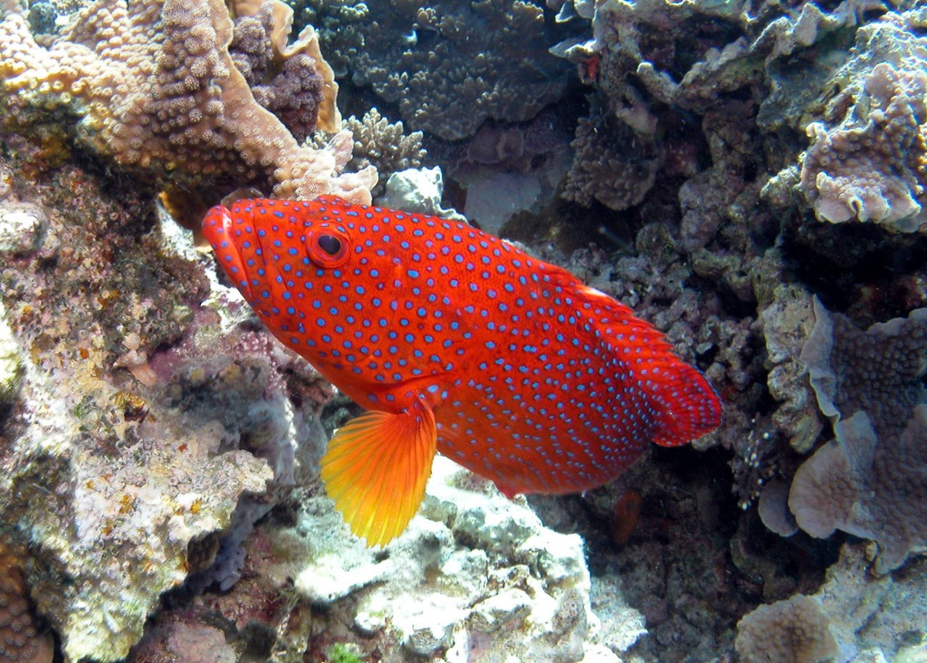 Corail Rockcod jigsaw puzzle in Sous les mers puzzles on TheJigsawPuzzles.com